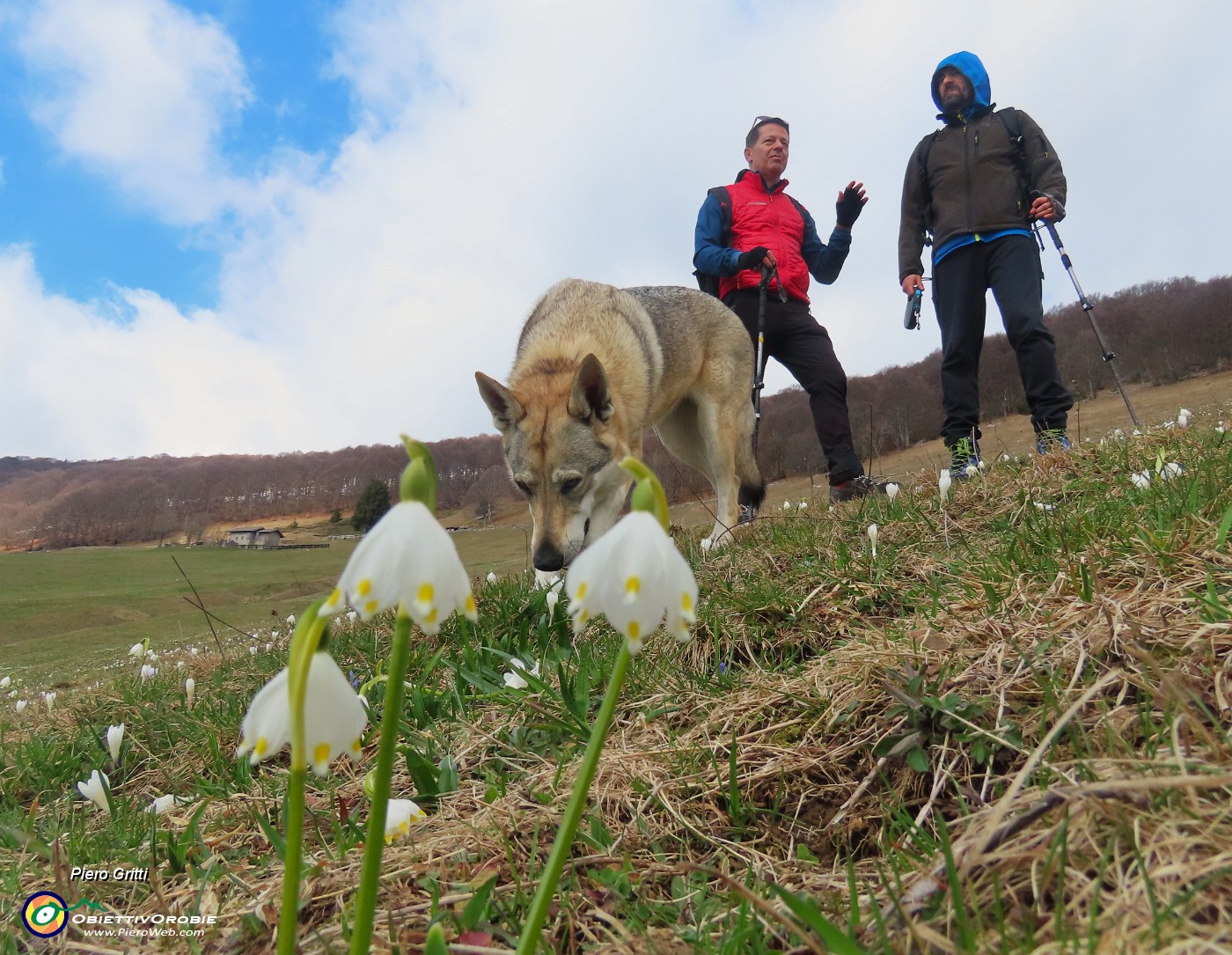 67 Leucojum vernum (Campanelle in fiore).JPG